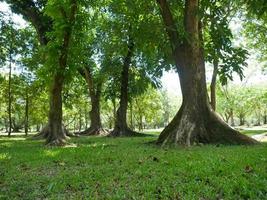 un grand arbre avec des racines couvrant le sol, un grand arbre dans le jardin photo