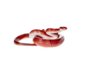 petit serpent de bambou rouge isolé sur blanc