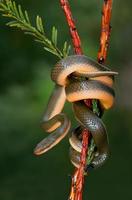 serpent maison aurore photo