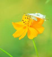 mouche papillon dans la nature du matin photo