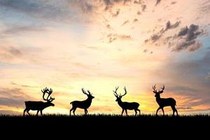 silhouettes de cerfs dans une belle prairie lumineuse. concept de la faune dans la nature photo