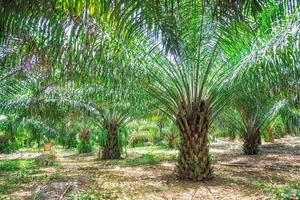 Parcelles de palmiers à huile de 6 ans en thaïlande photo