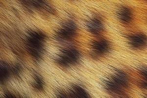 motif de peau d'animal. la fourrure des surfaces de mammifères. fond de laine de guépard photo