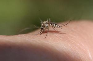 suceur de sang de moustique