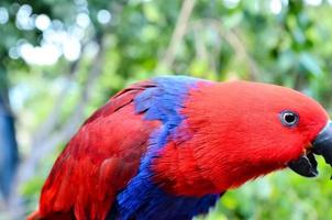perroquet oiseau tropical photo