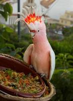 perroquet cacatau photo