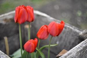 Tulipes printanières juteuses rouges dans le jardin