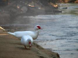 deux canards blancs bouche rouge marchant sur la rive du fleuve photo