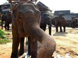 bel éléphant dépasse le tronc photo