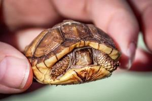 main tenant une tortue bébé, image couleur photo