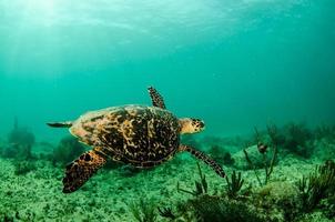 tortue de mer des Caraïbes
