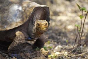 tortue des Galapagos