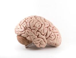 modèle de cerveau humain artificiel sur fond blanc photo