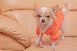 chien chihuahua dans un sweat à capuche orange sur un canapé en cuir beige. animal de compagnie. photo