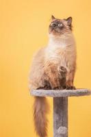 chat neva mascarade sur fond jaune. beau chat de race pure. photo