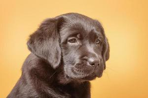 chiot gros plan macro photo de race labrador retriever. chien sur fond jaune.