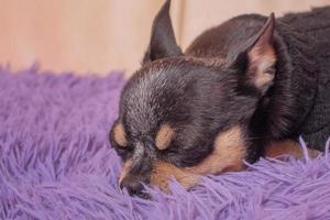 chien chihuahua dort sur le canapé sur une couverture violette. chien de race pure, animal de compagnie. photo