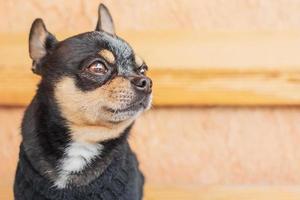 portrait d'un chien de race chihuahua tricolore. chien dans un pull noir sur fond beige. photo