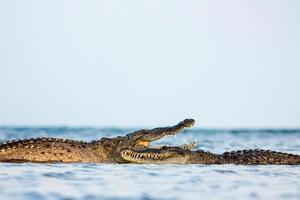 crocodile américain photo