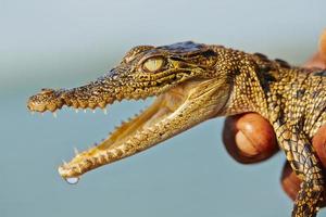 bébé crocodile photo