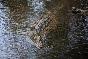 portrait d'un crocodile