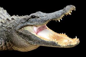 alligator avec la bouche ouverte