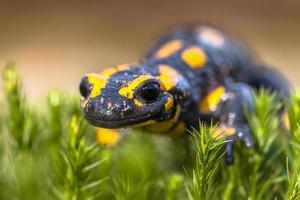 gros plan de la salamandre tachetée dans son habitat naturel