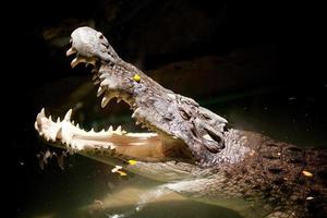 tueur de rivière crocodile photo