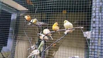 oiseau canari relaxant photo