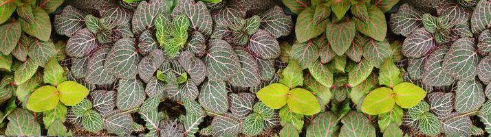 panorama avec des feuilles. plante ornementale dans le jardin. fond de texture de petites feuilles vertes photo