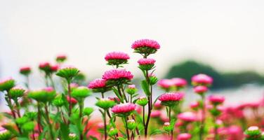 fleurs rouges qui fleurissent dans le jardin naturel photo