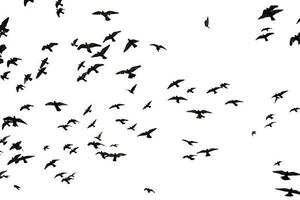 silhouette troupeau de pigeons survolant fond de ciel. photo