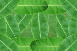 fond de texture de feuille de bananier vert frais. photo