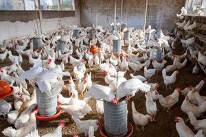 sao paulo, brésil, mai 2019 - groupe de poulets se nourrissant photo