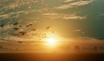 paysage de campagne sous un ciel pittoresque et coloré avec une volée d'oiseaux sur fond de coucher de soleil. photo