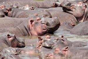 hippopotame masai mara rivière kenya photo