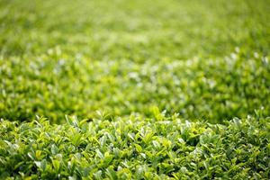 plantation de thé photo