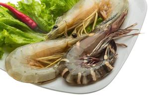 crevettes royales et cuisses d'eau photo