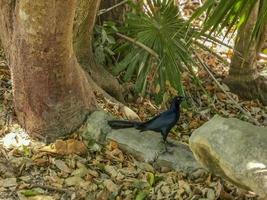 oiseau mâle quiscale à grande queue marchant sur le sol tulum mexico. photo