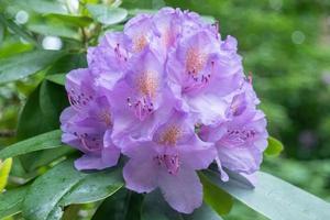 rhododendron fleur rose et violet photo