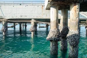 coquillages sur la jetée, pattaya, thaïlande photo