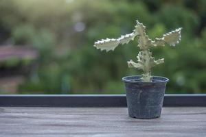 fleurs en pot sur table en bois, arrière-plan flou et nature photo