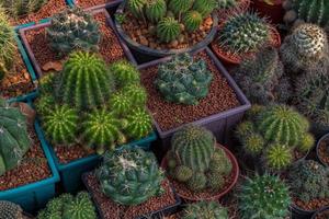 de nombreux groupes de cactus en pots. photo