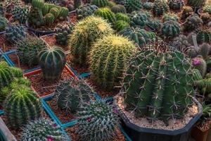 gros plan, grand cactus rond. photo