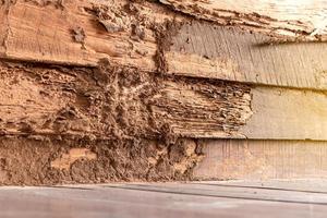 vieux murs en bois qui ont été piqués par les termites. photo