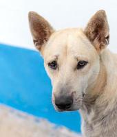 visage en gros plan, chien thaïlandais, crème blanche. photo