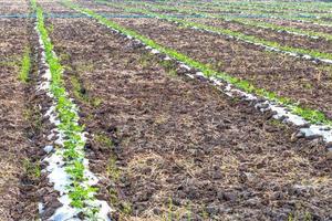 cultiver des cultures de pastèque sur le sol. photo