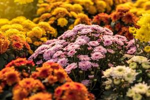 groupe de bouquet de chrysanthème coloré. photo