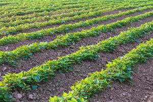 jardin de fond, plantation de patates douces. photo