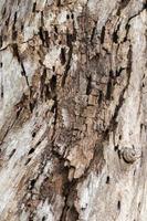 gros plan des restes d'une ancienne décomposition de surface en bois. photo